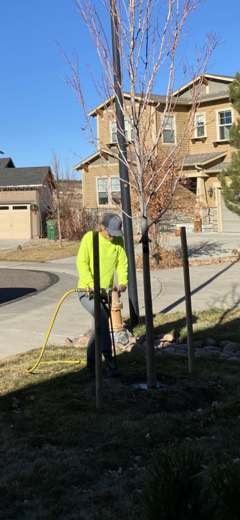 tree health and tree care companies in parker colorado