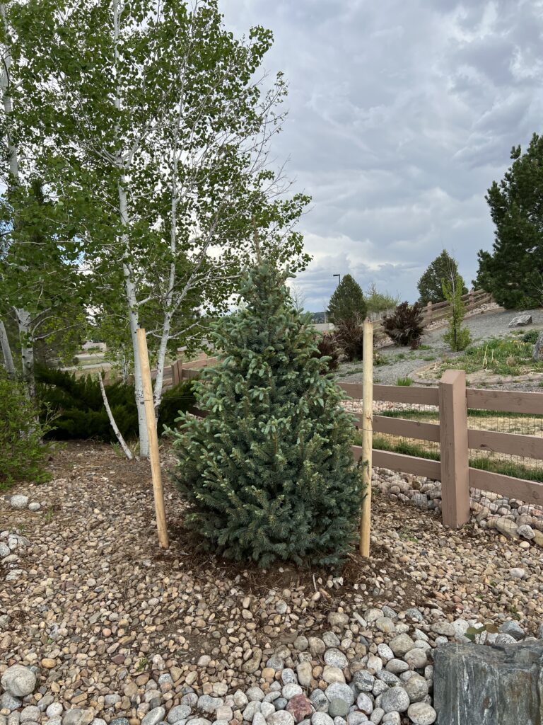 jacobs spruce scaled tree trimming in castle rock and parker colorado