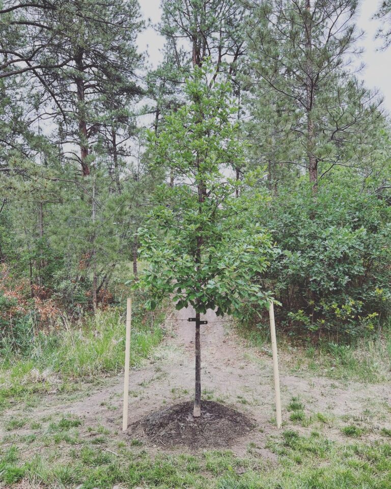 Tree Service in Castle Rock, Colorado - Tree trimming a meer English Oak