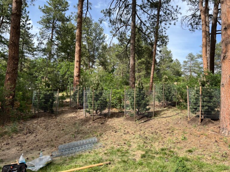 meer planting pines in castle pines, colorado 80104