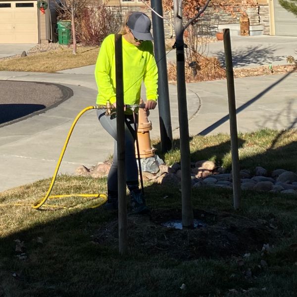 watering and tree health in castle pines villiage