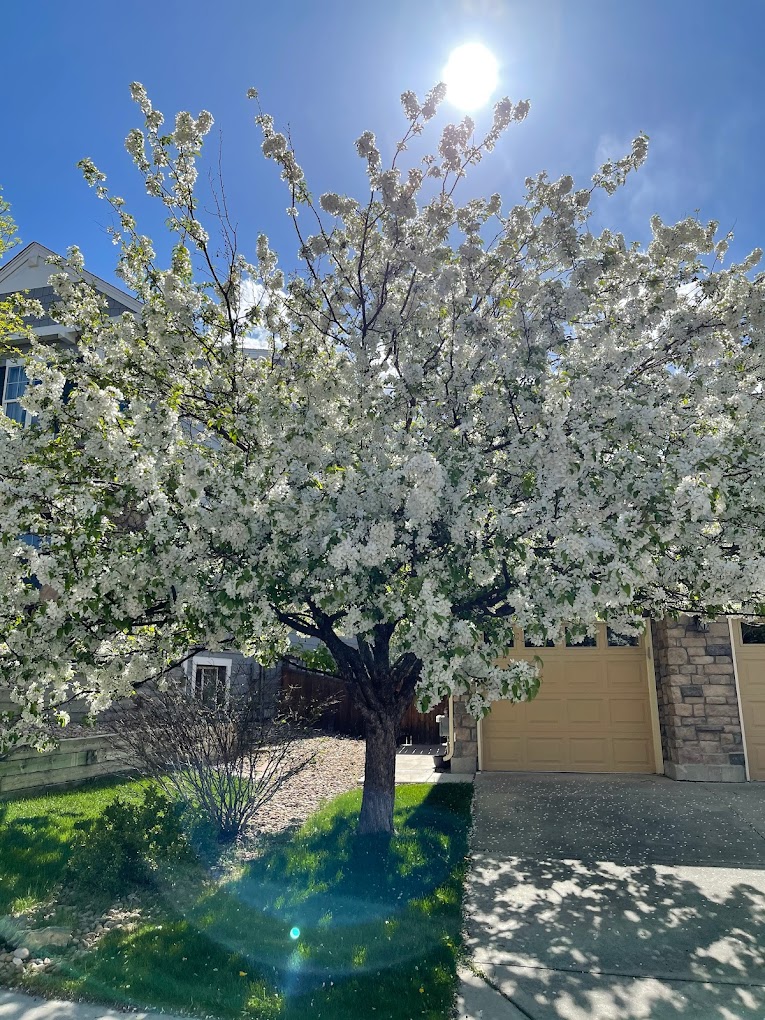 cherry-tree-pruning-in-plum-creek-golf-cource