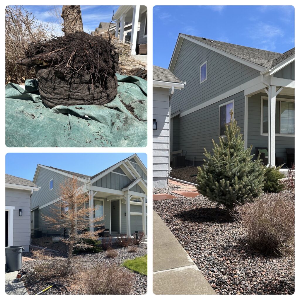 tree planting and tree service in castle rock