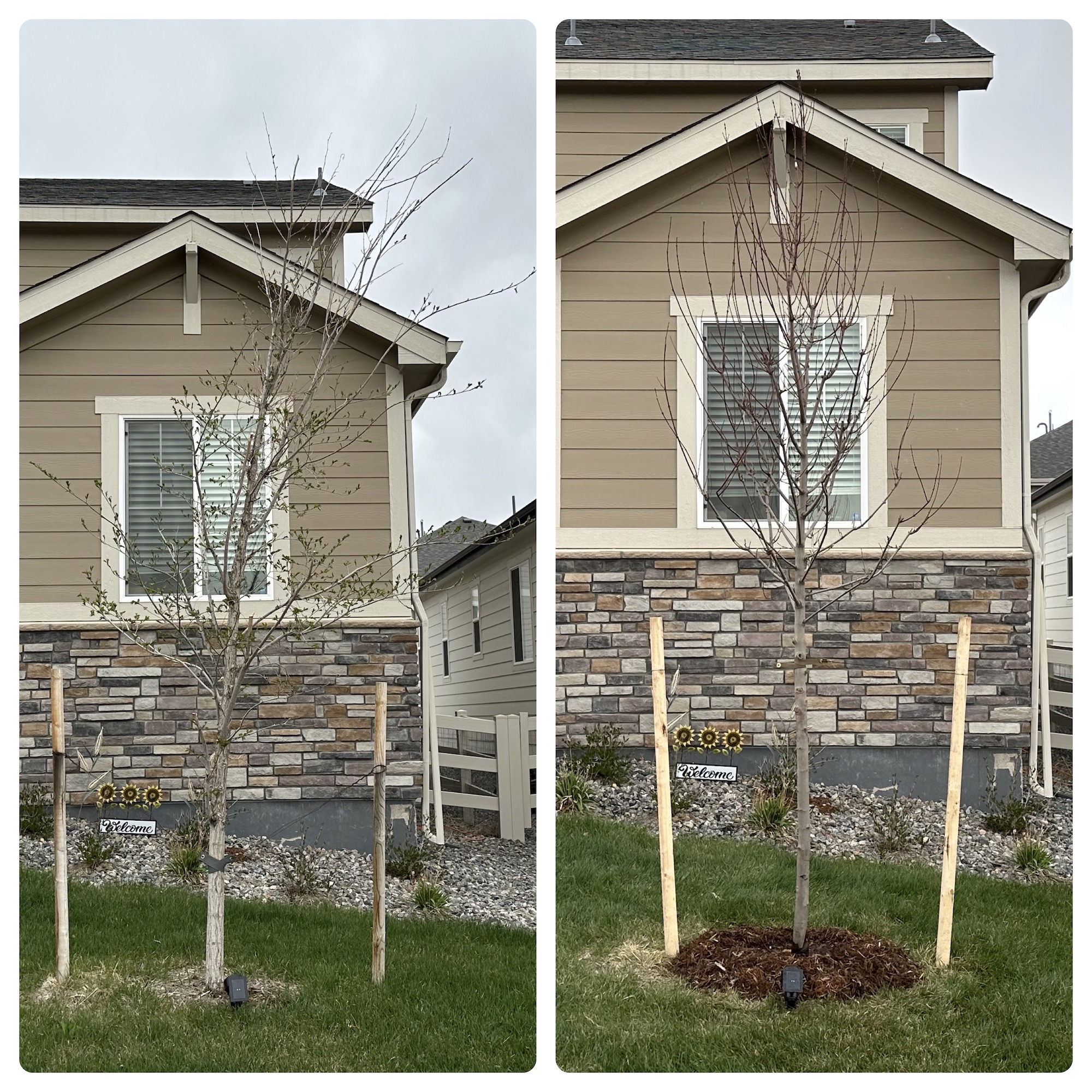 tree_nursery_and_tree_planting_castle_rock