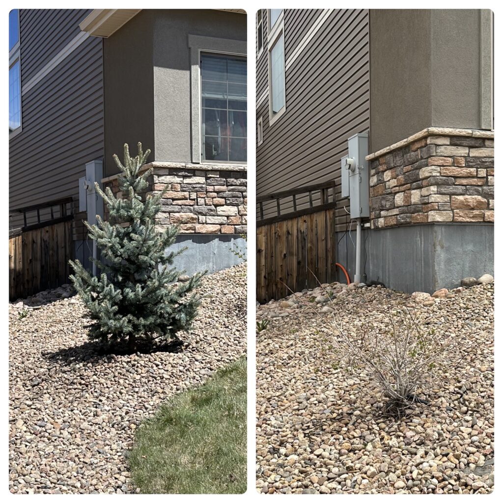 tree planting for home owners in castle rock