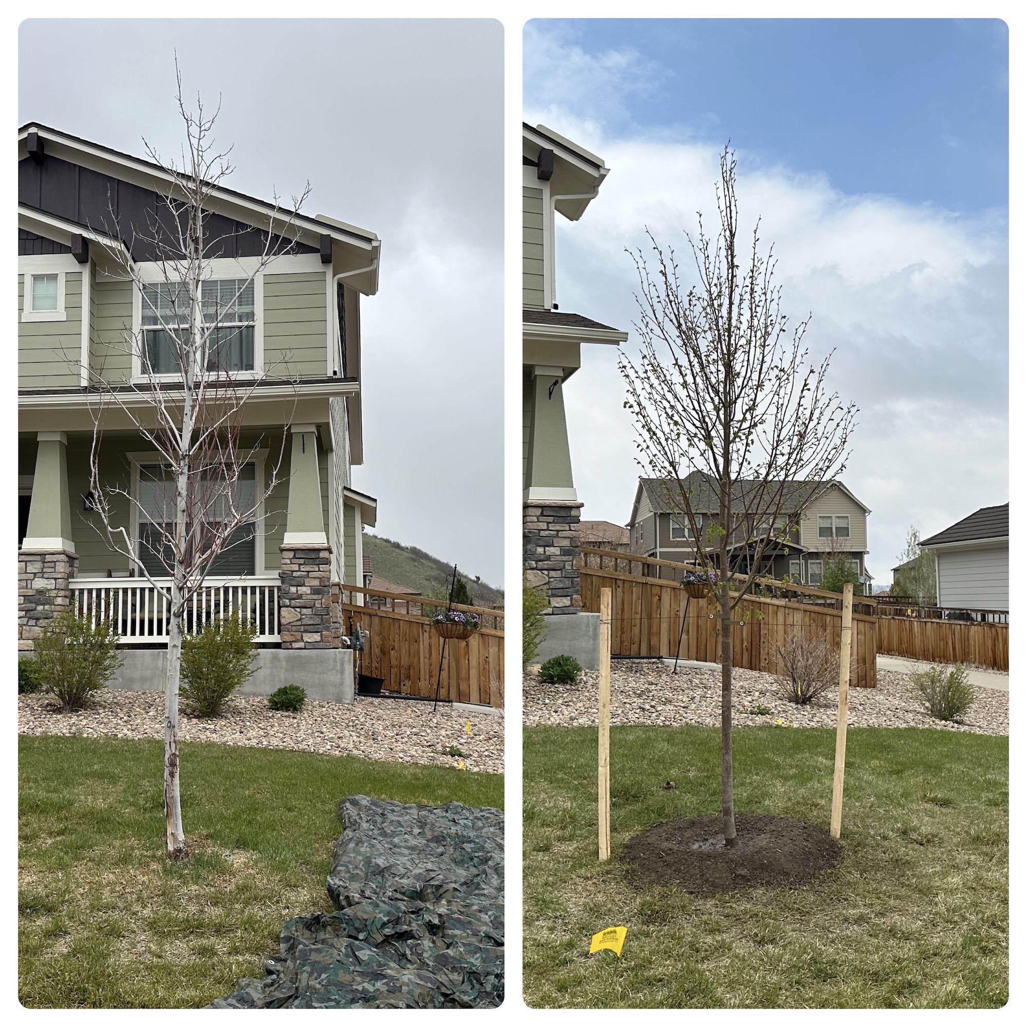 tree_planting_in_Castle_rock