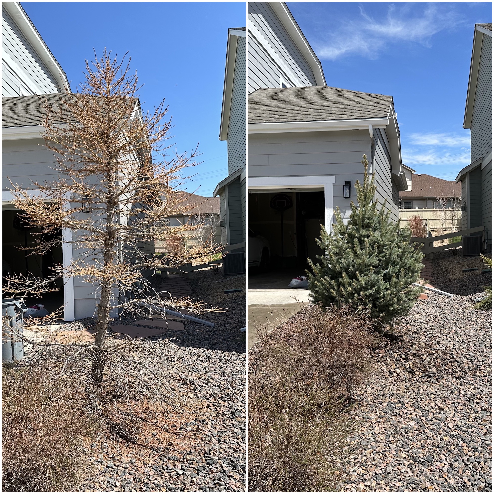 tree_planting_service_parker_Colorado