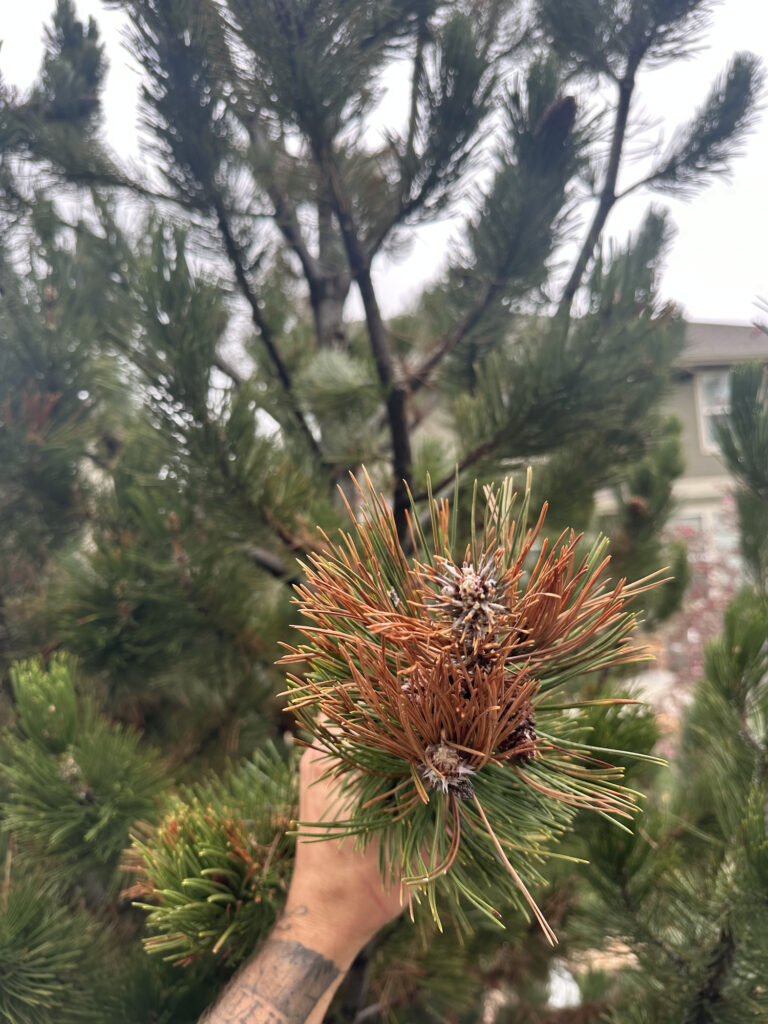 pine trees in parker colorado