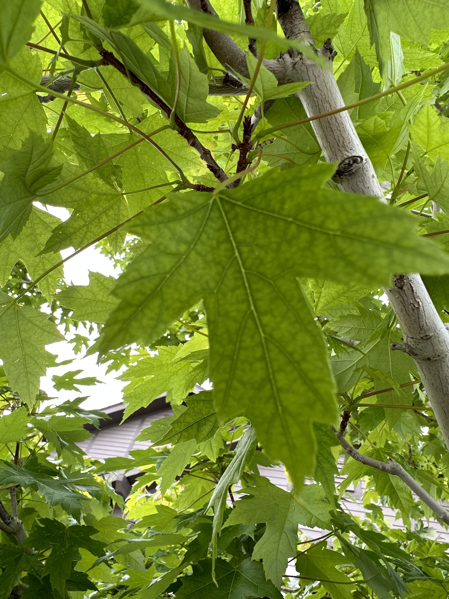 Understanding Iron Chlorosis A Threat To Trees In Castle Rock And Denver Areas Flemings Tree 