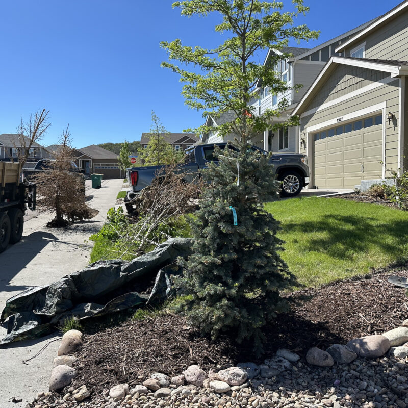 tree-doctor-in-castle-rock-and-parker-colorado