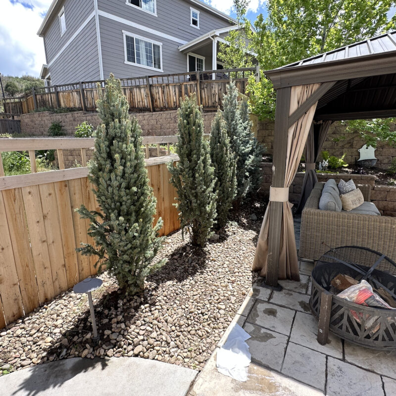 tree-planting-in-castle-rock-and-tree-doctor